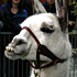 Mama Llama