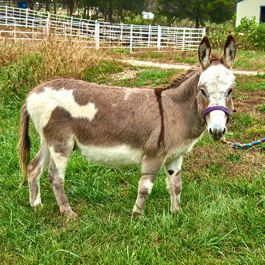 mini donkey rescue near me