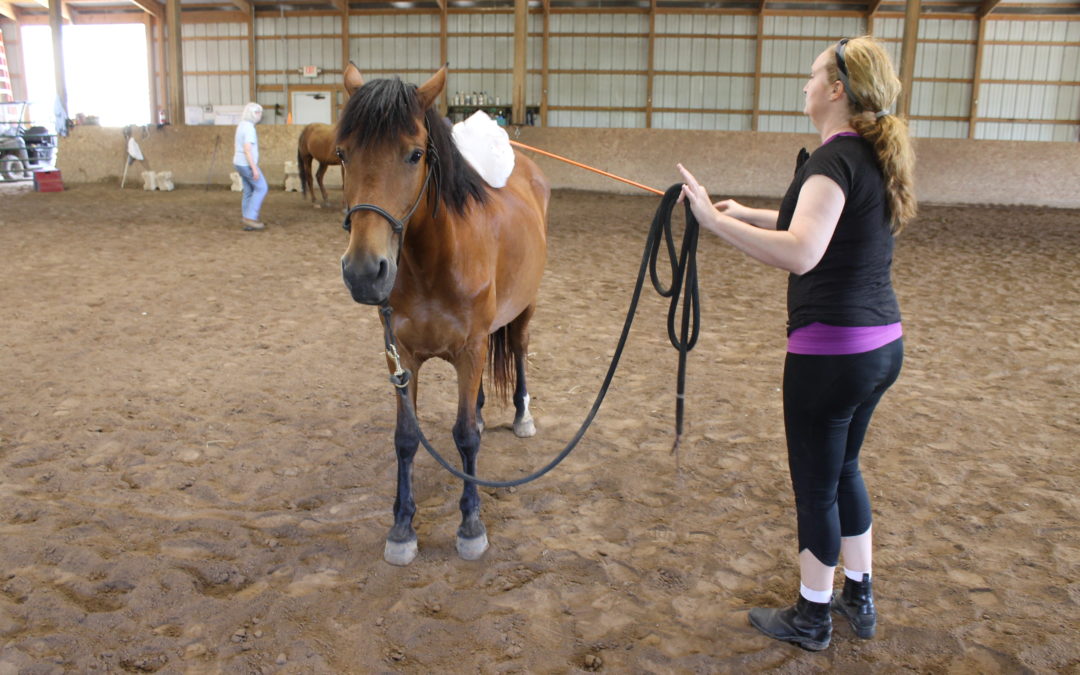 Groundwork Sessions at Longmeadow Rescue Ranch