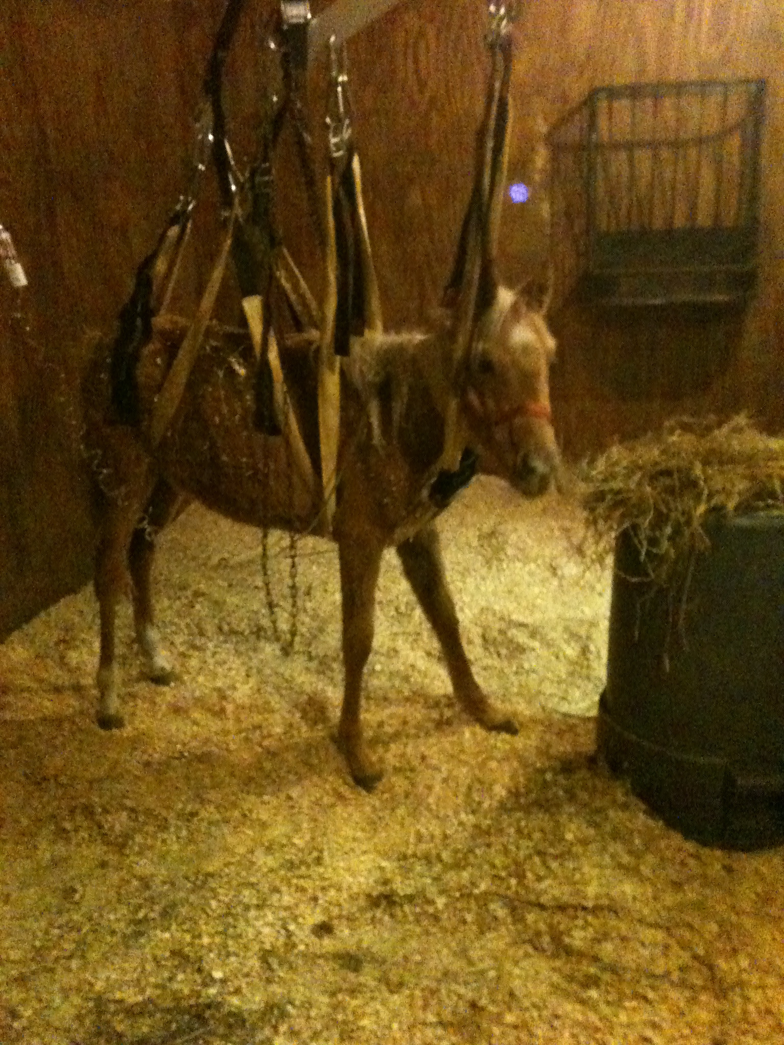 Tumbleweed during her rehabilitation at Longmeadow Rescue Ranch