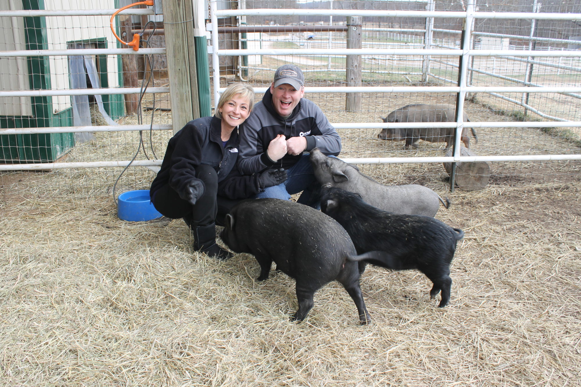 These three pigs found forever homes thanks to Longmeadow