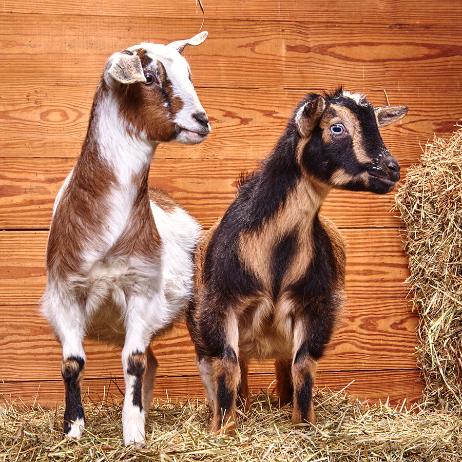 Laverne and Shirley are dwarf goats available for sponsorship at Longmeadow Rescue Ranch