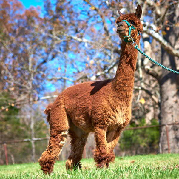 Teagan is a Barn Buddy available for sponsorship at Longmeadow Rescue Ranch