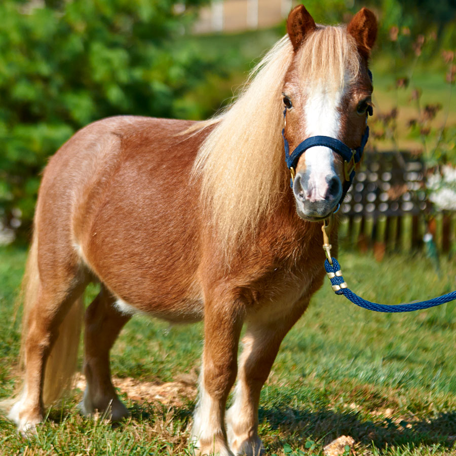 Teddy Teddy is a Barn Buddy available for sponsorship at Longmeadow Rescue Ranch