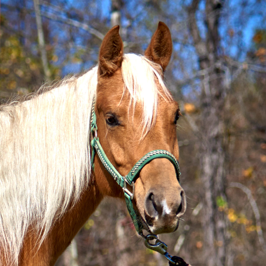 Tumbleweed Tumbleweed is a Barn Buddy available for sponsorship at Longmeadow Rescue Ranch