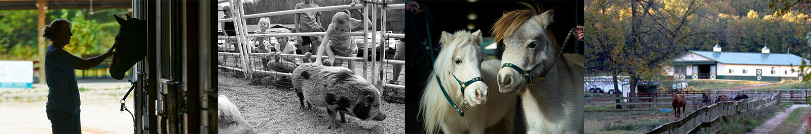 Rescued farm animals at Longmeadow Rescue Ranch