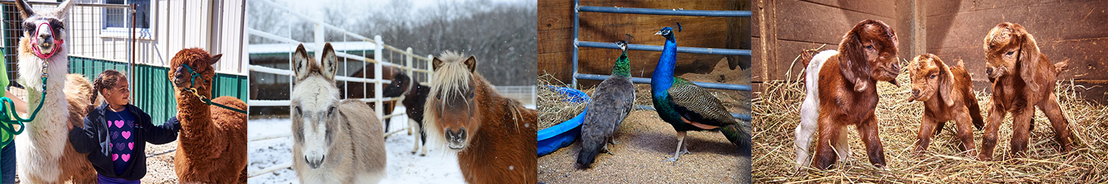 Rescued farm animals at Longmeadow Rescue Ranch