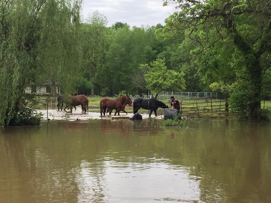 Spring flooding 2017 - St. Louis area horses affected
