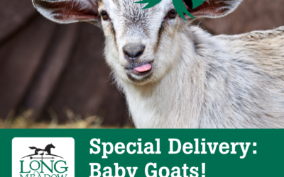 On-Demand Baby Goat Deliveries Now Available from Longmeadow Rescue