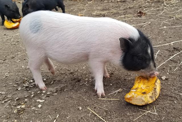 Meet the Iron County Rescue Piglets!