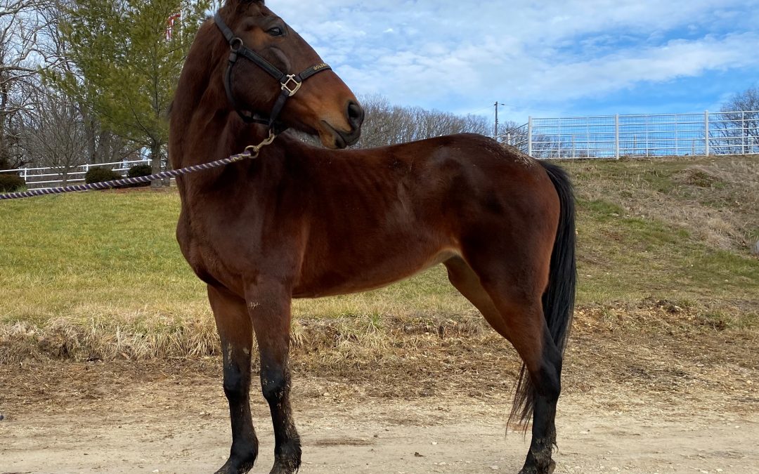Horses Involved in Trailer Wreck Ready for Adoption!