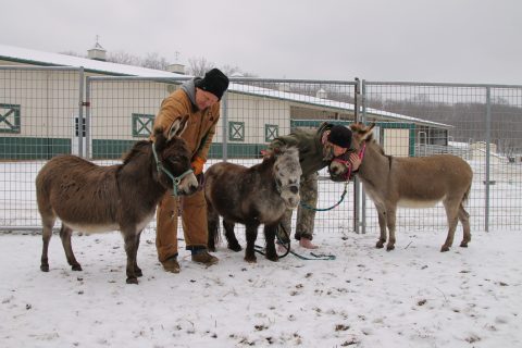 Adopt | Longmeadow Rescue Ranch