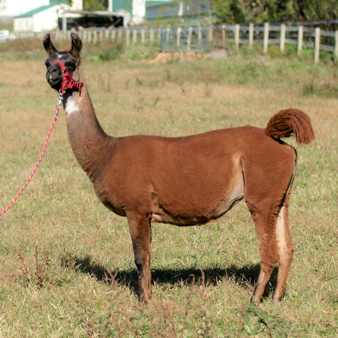 Katie barn buddy for web Twister is a Barn Buddy available for sponsorship at Longmeadow Rescue Ranch