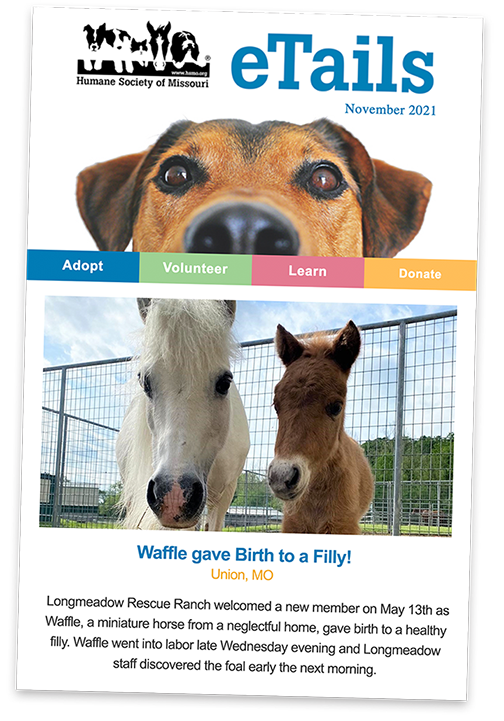 eTails-longmeadow-web-NOVE21b