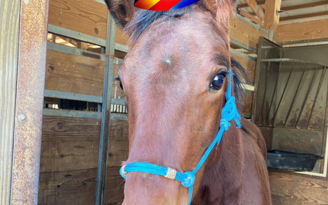 It’s Cruiser’s Half Birthday!