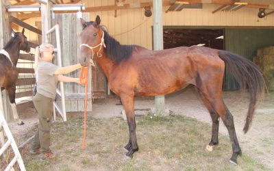 Animal Cruelty Task Force rescues two mares from Jasper County