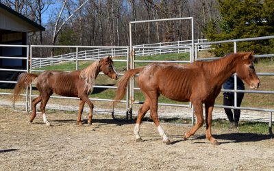 12 Horses Rescued From Starvation and Neglect