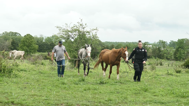 HSMO’s Animal Cruelty Task Force Rescues Four Starving Horses in Greene County