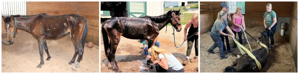 Riddle the horse after being rescued by the Humane Society of Missouri's Longmeadow Rescue Ranch