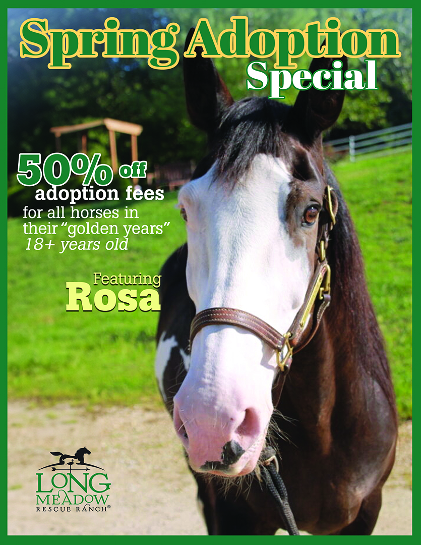 Spring 2024 spring adoption senior equine special