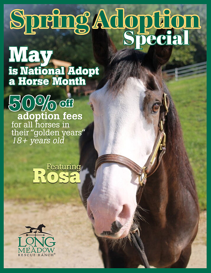 May 2024 spring adoption senior equine special