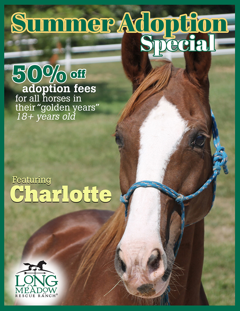 Summer Adoption Special: 50% off horses in their golden years -- 18+ years -- featuring Charlotte