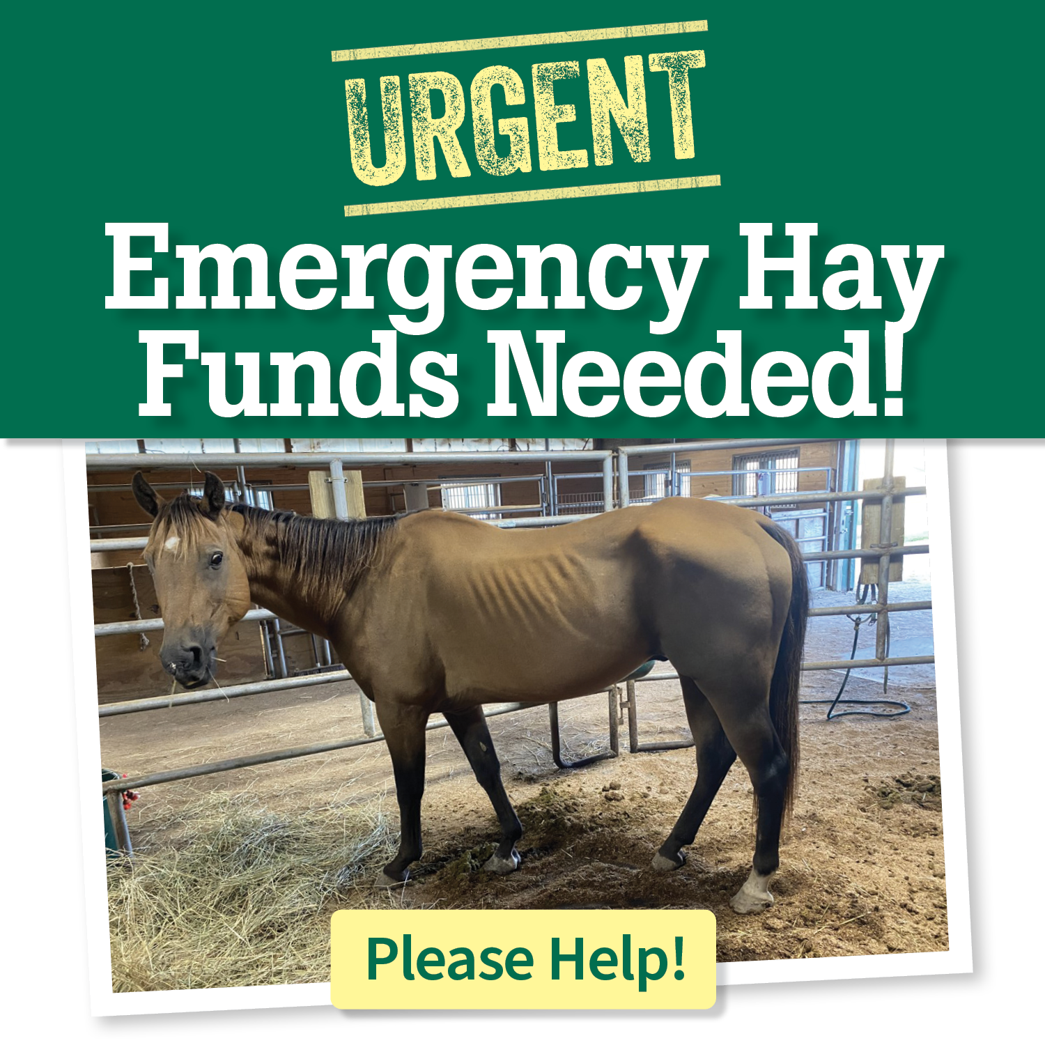 URGENT: Emergency Hay Funds Needed! Please help.