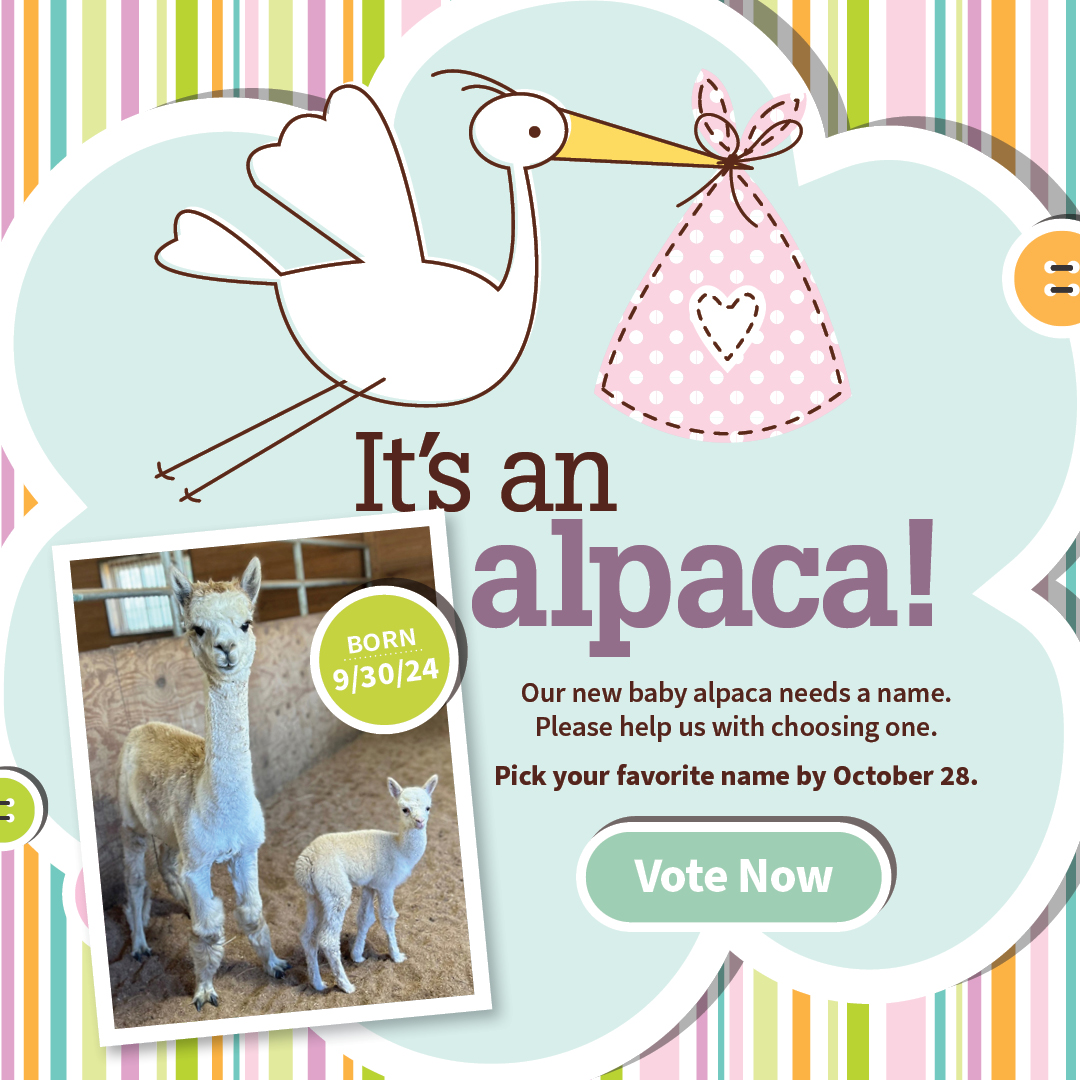 Alpaca birth announcement help us name him