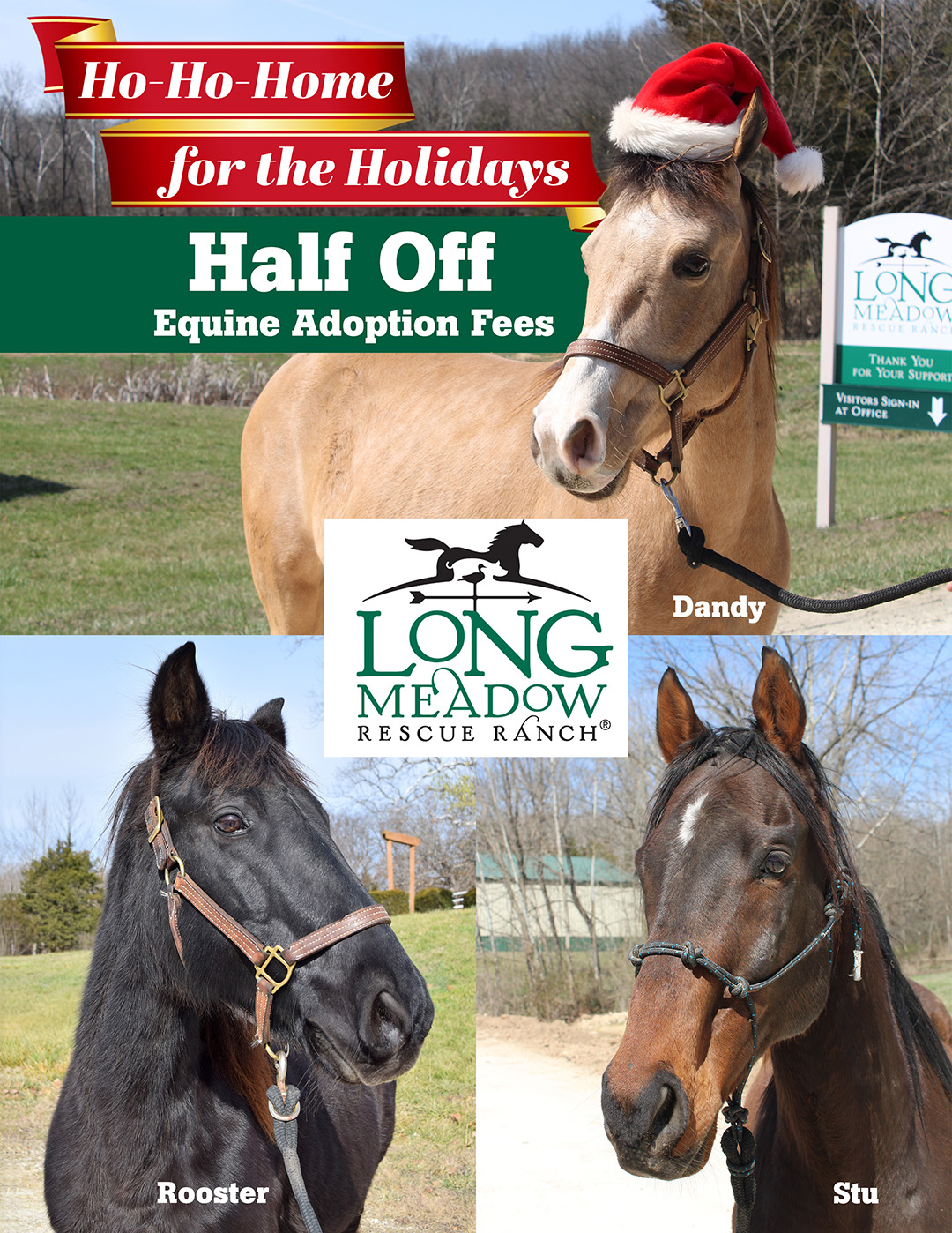 Half off equine adoption fee