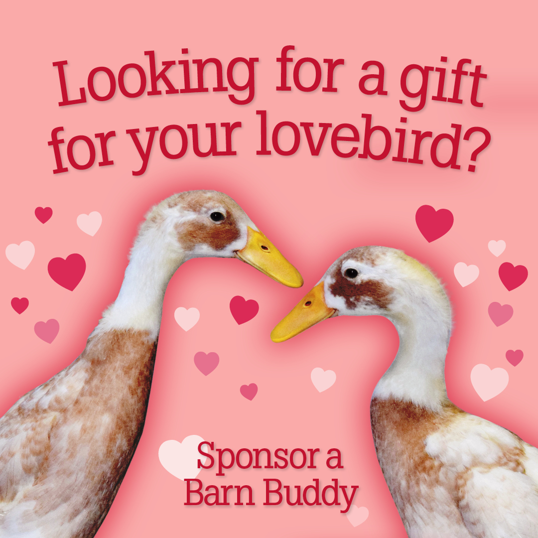 Looking for a gift for your lovebird? Sponsor a Barn Buddy!