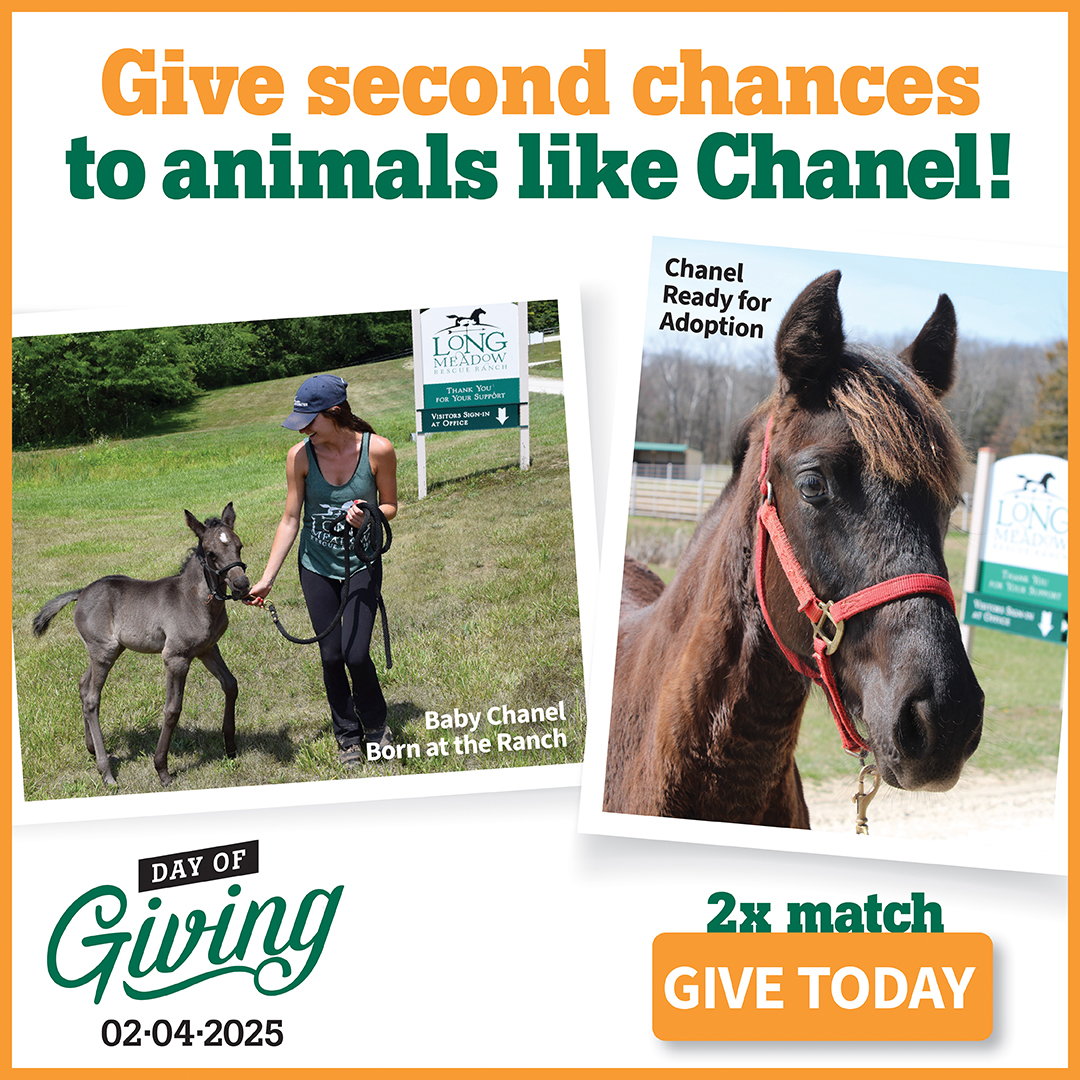 Give second chances to animals like Chanel! Give today