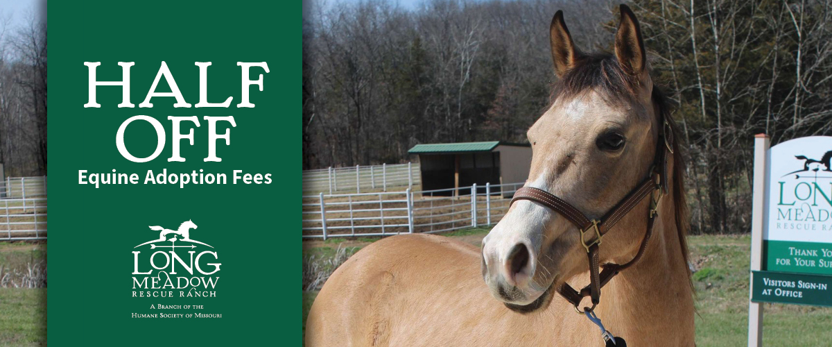 Half off equine adoption fees