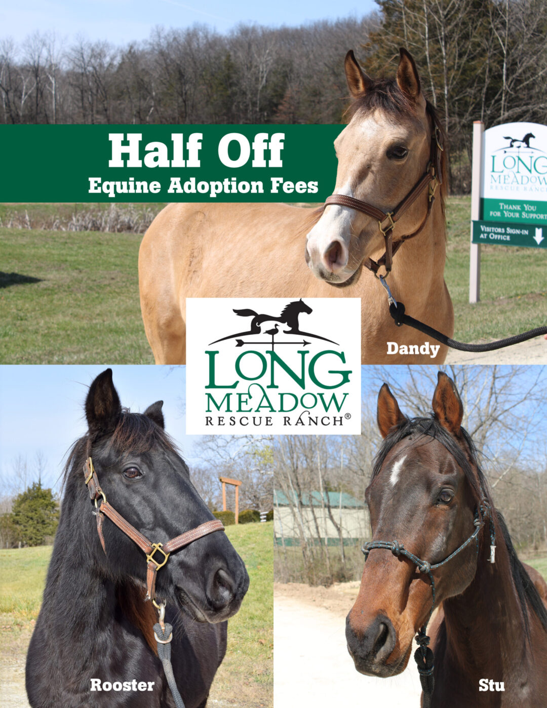 Half off equine adoption fees