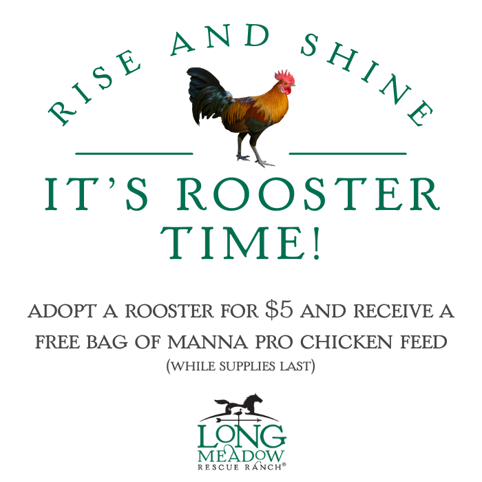 Rise and Shine It's Rooster Time | Adopt a rooster for $5 | get free bag of feed