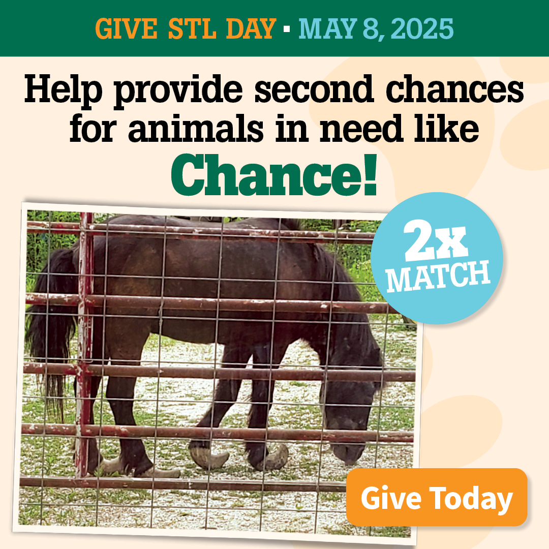 Give STL 2025 | Give Today