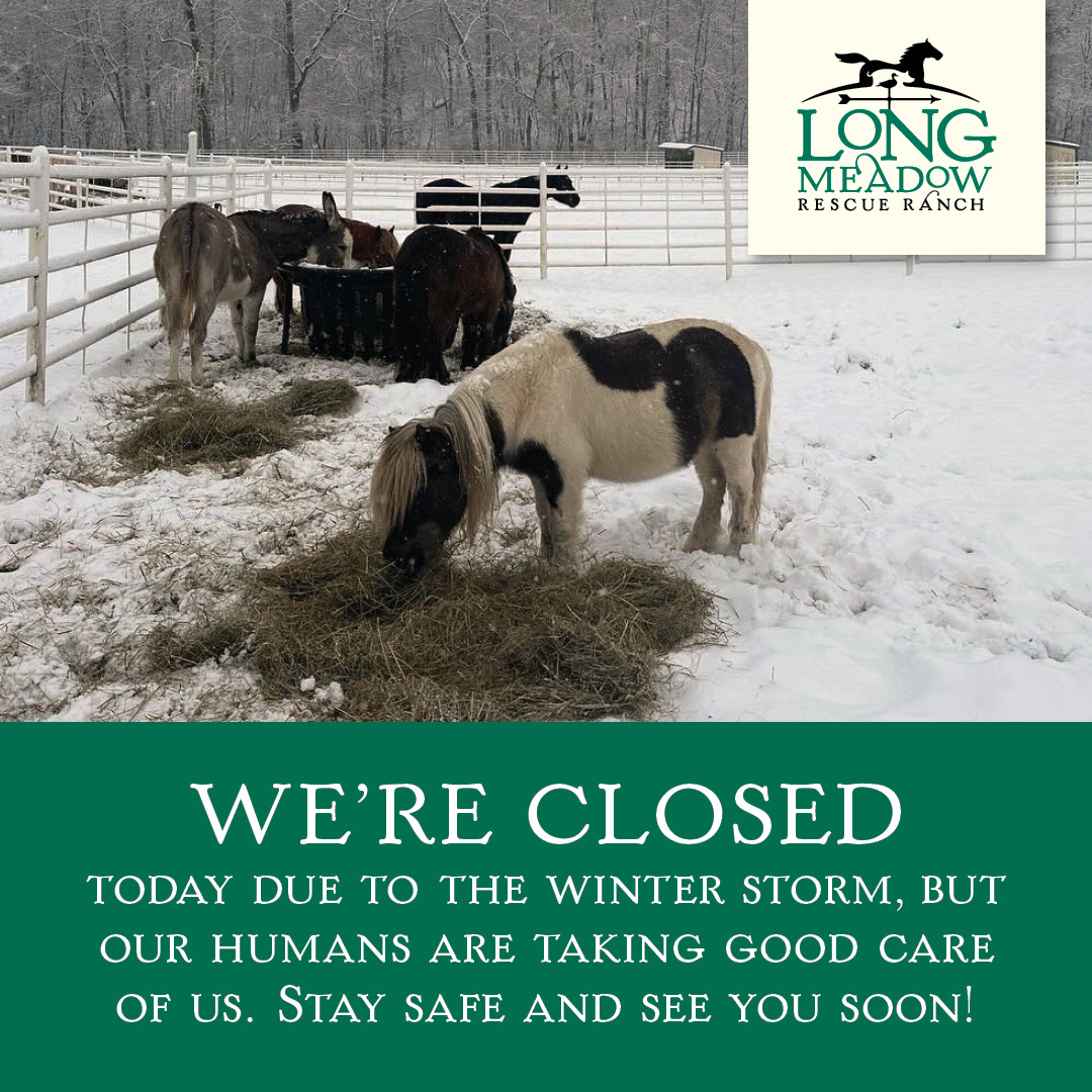 Longmeadow Rescue Ranch closed