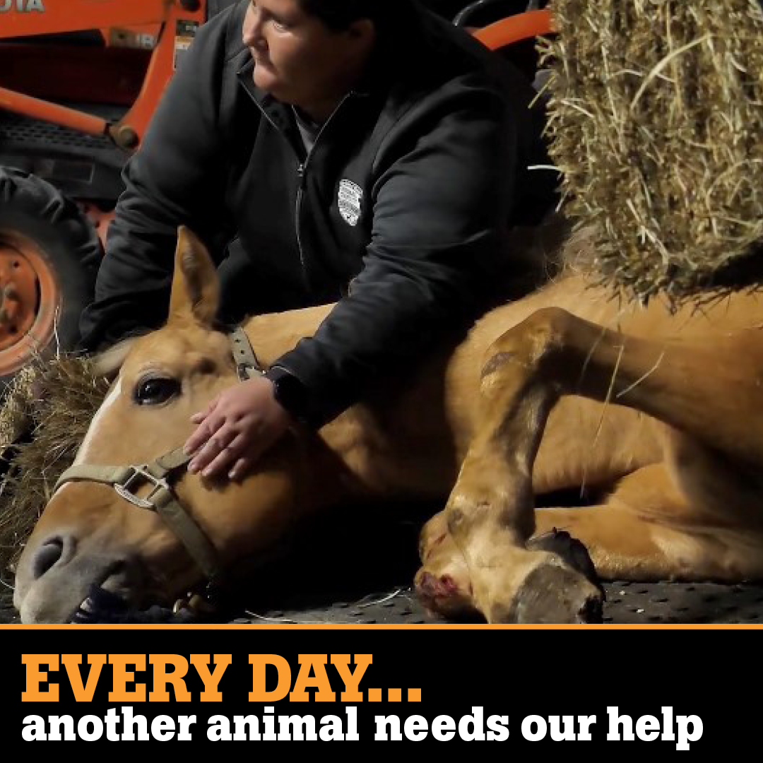 Everyday another animals needs our help