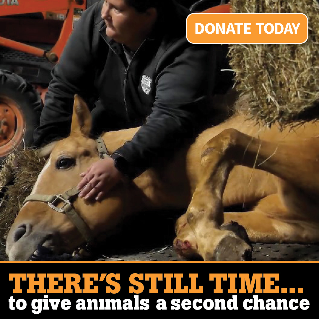 There's still time to give animals a second chance