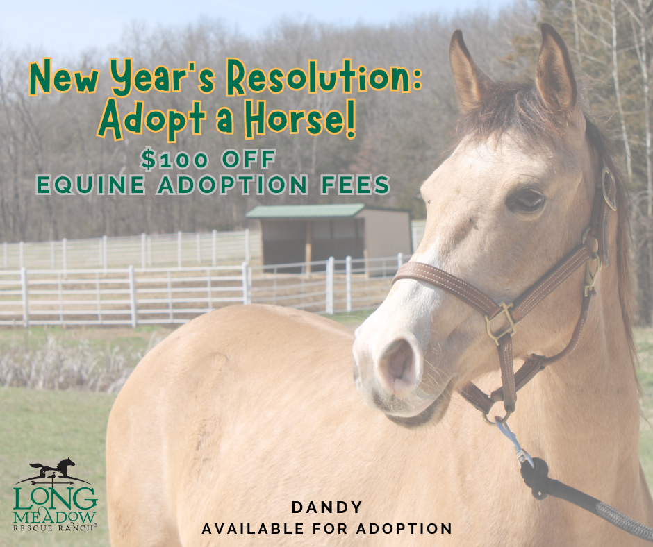 $100 off equine adoption fees at Longmeadow Rescue Ranch