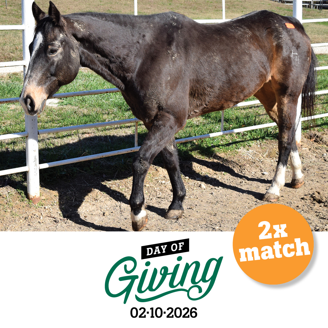 Day of Giving 2026 | 2x match
