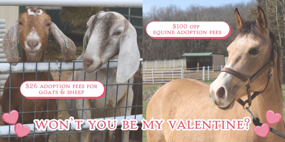 Valentines adoption promo -- $26 adopt a goat or sheep -- $100 adopt an equine