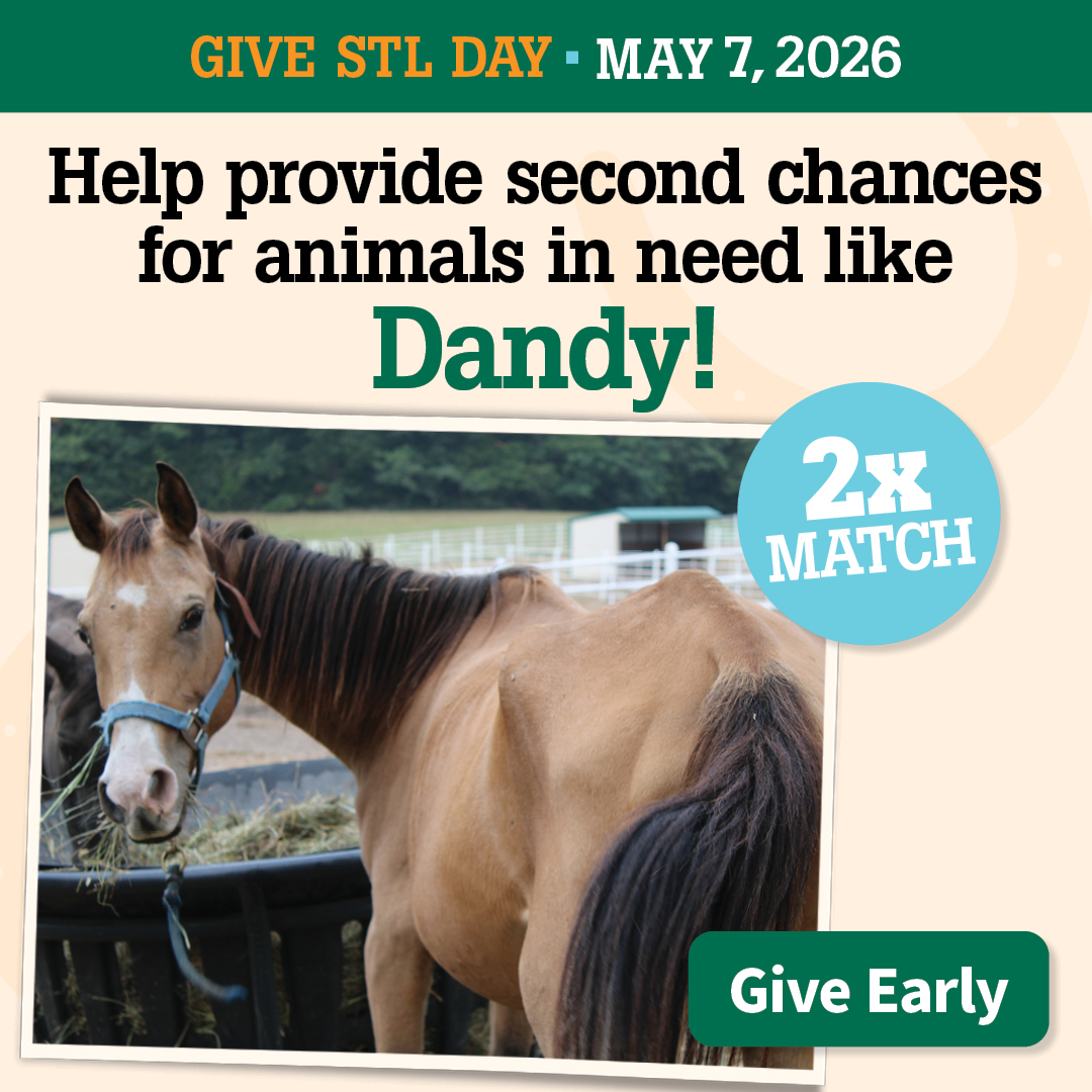 Give STL Day | provide second chances to animals