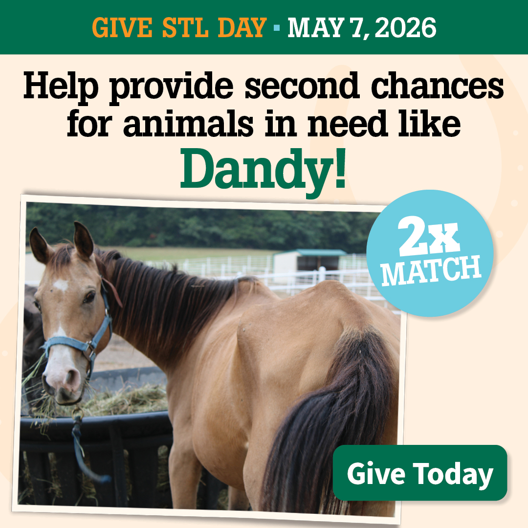 Give STL Day | provide second chances to animals